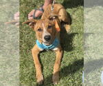 Small #10 Mutt