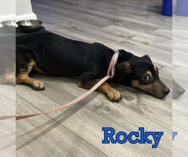 Medium Photo #6 Dachshund Puppy For Sale in San Antonio, TX, USA