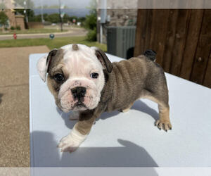 English Bulldog Puppy for sale in SAN ANTONIO, TX, USA