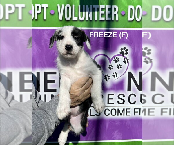 Medium Photo #1 Boxer-Unknown Mix Puppy For Sale in Mooresville, NC, USA