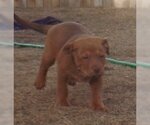 Small Photo #2 American Pit Bull Terrier-Labrador Retriever Mix Puppy For Sale in Cut Bank, MT, USA