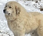 Small Photo #1 Great Pyrenees Puppy For Sale in FRAKES, KY, USA