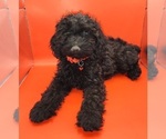 Small #1 Poodle (Miniature)