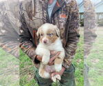 Image preview for Ad Listing. Nickname: Red merle male