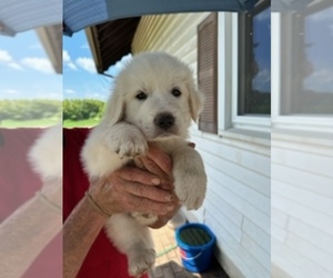 Great Pyrenees Puppy for sale in MONROE, WI, USA