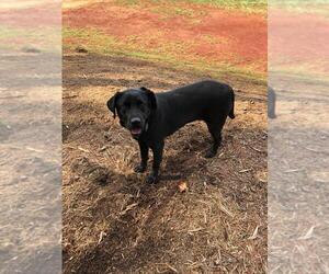 Mother of the Labrador Retriever puppies born on 06/29/2025
