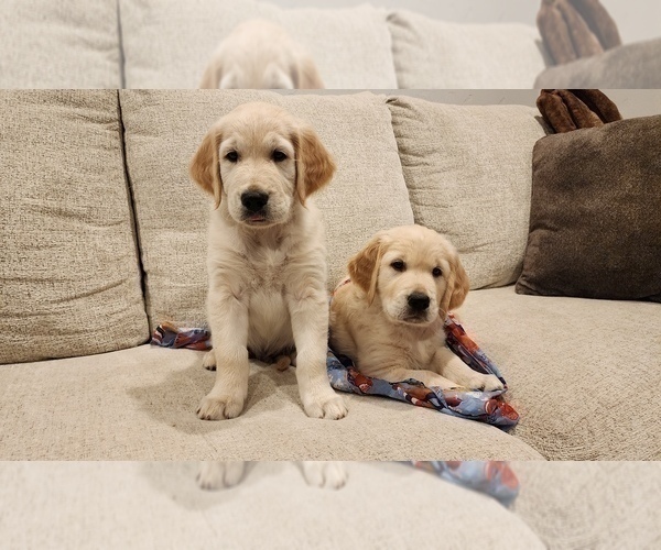 Medium Photo #15 English Cream Golden Retriever Puppy For Sale in HIGH SPRINGS, FL, USA