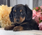 Small #4 Dachshund