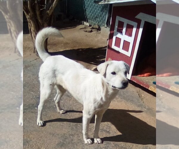 Medium Photo #2 Mutt Puppy For Sale in Apple Valley, CA, USA