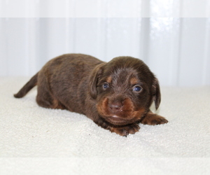 Dachshund Puppy for sale in BLOOMINGTON, IN, USA