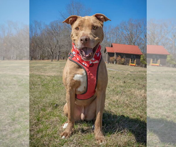 Medium Photo #1 Mutt Puppy For Sale in Monterey, VA, USA