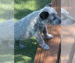 Small #4 Australian Cattle Dog