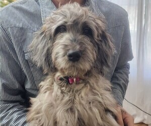 Goldendoodle Puppy for sale in WACO, TX, USA