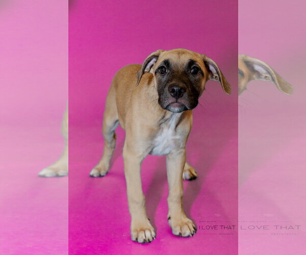 Medium Photo #1 Mastiff-Unknown Mix Puppy For Sale in The Woodlands, TX, USA