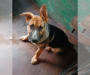 Australian Shepherd-King Shepherd Mix Puppy for sale in SALEM, OR, USA