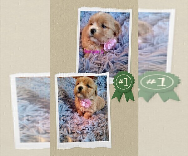 Medium Photo #3 Cock-A-Tzu Puppy For Sale in WOBURN, MA, USA