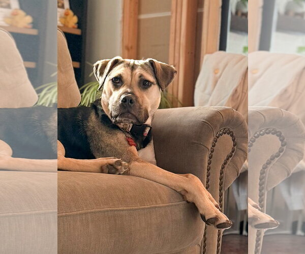 Medium Photo #2 Mutt Puppy For Sale in Chester, NJ, USA