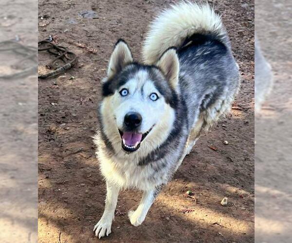 Medium Photo #2 Siberian Husky Puppy For Sale in Sacramento, CA, USA