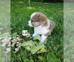 Small #3 Pembroke Welsh Corgi