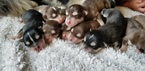 Small Photo #10 Alaskan Malamute Puppy For Sale in CLARK, WY, USA