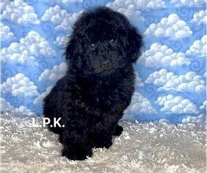 Poodle (Toy) Puppy for sale in WINNSBORO, LA, USA