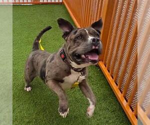 American Bulldog-Unknown Mix Dogs for adoption in Las Vegas, NV, USA
