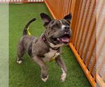 Small American Bulldog Mix