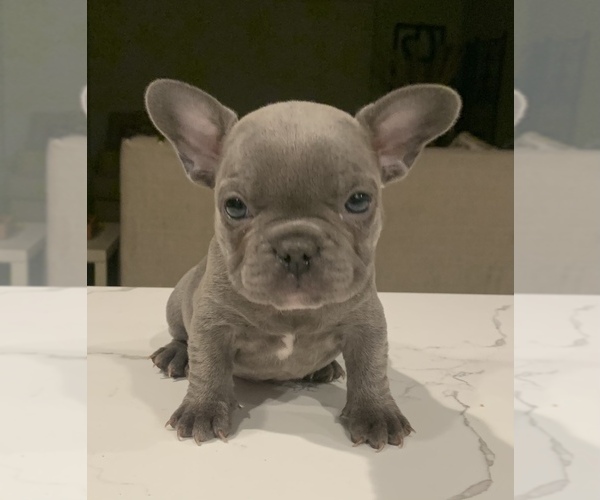 Medium Photo #1 French Bulldog Puppy For Sale in STKN, CA, USA