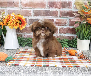Shih Tzu Puppy for sale in SYRACUSE, IN, USA