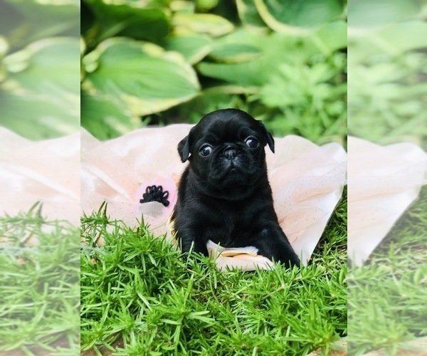 Medium Photo #3 Pug Puppy For Sale in CANTON, CT, USA