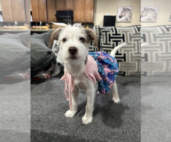 Medium Photo #4 Jack Russell Terrier-Unknown Mix Puppy For Sale in Rosenberg, TX, USA