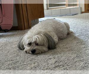 Mother of the Maltipoo puppies born on 03/22/2025