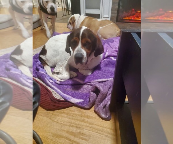 Medium Photo #1 Saint Bernard-Unknown Mix Puppy For Sale in Uwchlan, PA, USA