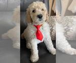Small Photo #14 Sheepadoodle Puppy For Sale in FONTANA, CA, USA