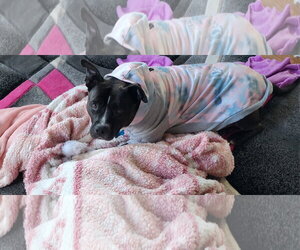 Patty - Female Mutt Dog for Adoption - Photo #6