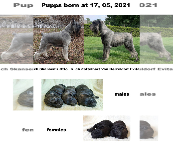 Medium Photo #3 Schnauzer (Giant) Puppy For Sale in Hatvan, Heves, Hungary