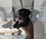 Small Photo #2 Yorkshire Terrier Puppy For Sale in LINCOLN CITY, OR, USA