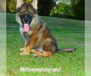 German Shepherd Dog-Siberian Husky Mix Puppy for sale in MULBERRY, FL, USA