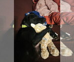 Small #1 Labrador Retriever Mix