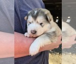 Small #9 Alaskan Malamute