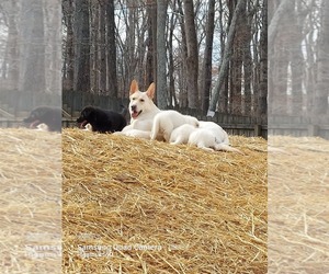 German Shepherd Dog Puppy for sale in ACWORTH, GA, USA