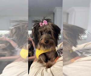 Mutt Dogs for adoption in Catasauqua, PA, USA