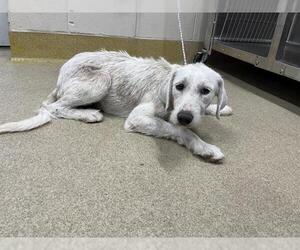 Poodle (Standard)-Unknown Mix Dogs for adoption in Grand Prairie, TX, USA