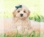 Small #1 Maltipoo (Toy)