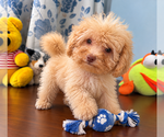 BichPoo puppies - Male Bichpoo Puppy for Sale - Photo #38