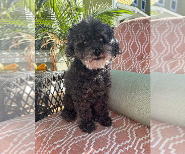 Medium Photo #1 Poodle (Miniature)-Unknown Mix Puppy For Sale in Mooresville, NC, USA