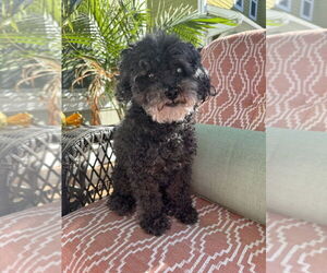 Poodle (Miniature)-Unknown Mix Dogs for adoption in Mooresville, NC, USA