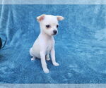 Small Photo #4 Chihuahua-Unknown Mix Puppy For Sale in San Francisco, CA, USA