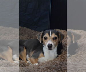 Beagle-Unknown Mix Dogs for adoption in Apple Valley, CA, USA