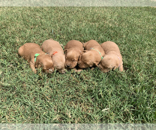 Medium Photo #1 Golden Retriever Puppy For Sale in CLEVER, MO, USA